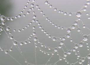 Pajkova mreža z vodnimi kapljicami