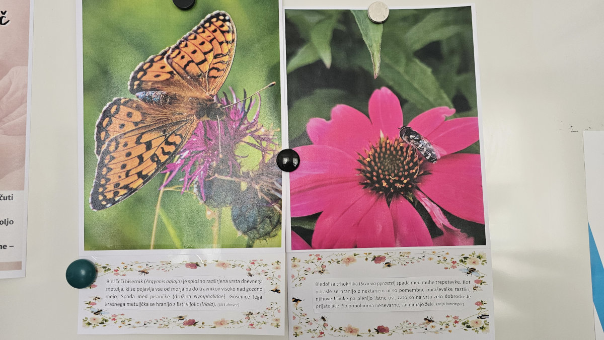 fotografija fotografije metulja in fotografije rože na razstavi.
