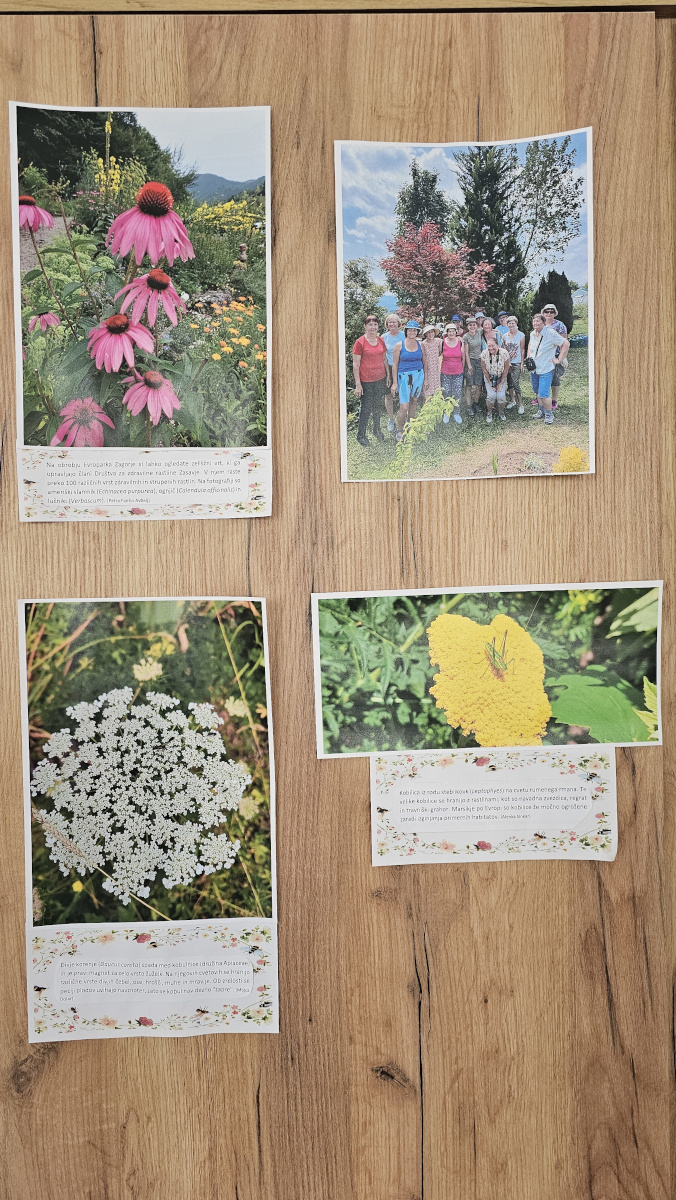 Fototgrafije na razstavi prilepljene na leseno steno.