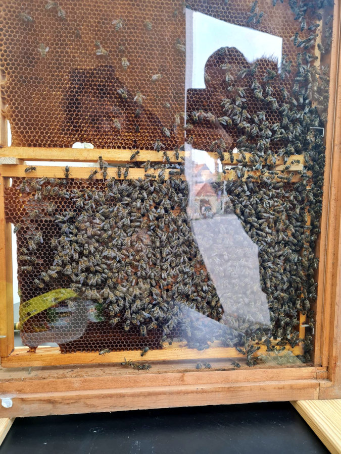 Satje z živimi čebelami